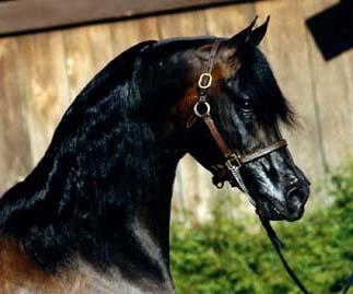 Black Arabian Stallions